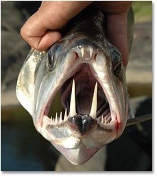 Photo:  vampire fish in Amazon